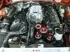 mustangpictures293-1.jpg