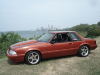 mustangpictures270.jpg
